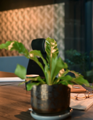 a plant on a desk table