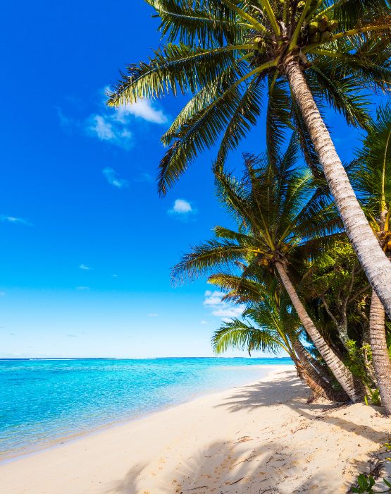 a beach setting with palm trees
