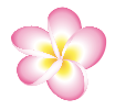 Plumeria-pink